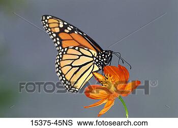 Stock Photo - monarch butterfly 
on flower. fotosearch 
- search stock 
photos, pictures, 
images, and photo 
clipart