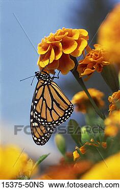 Stock Photo - monarch butterfly 
on marigold. fotosearch 
- search stock 
photos, pictures, 
images, and photo 
clipart