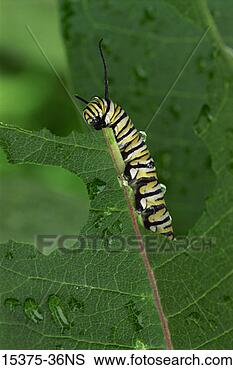 Stock Photo - monarch caterpillar 
on milkweed, new 
hampshire. fotosearch 
- search stock 
photos, pictures, 
images, and photo 
clipart