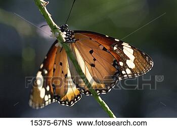 Stock Photo - nymphalidae queen 
(danaus gillippus). 
fotosearch - search 
stock photos, 
pictures, images, 
and photo clipart