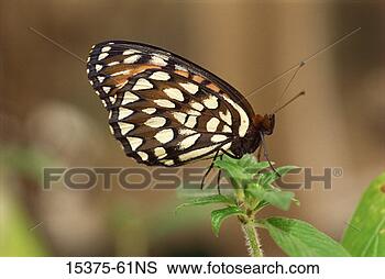 Stock Photo - regal frittilary 
butterfly, massachusetts. 
fotosearch - search 
stock photos, 
pictures, images, 
and photo clipart