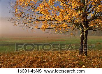 Stock Photo - maple tree,  autumn, 
 cades cove,  
great smoky mountains 
national. fotosearch 
- search stock 
photos, pictures, 
images, and photo 
clipart