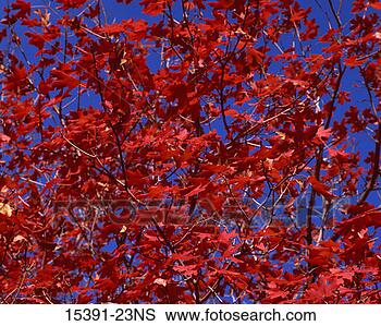 Stock Photo - red autumn leaves, 
ashland, oregon. 
fotosearch - search 
stock photos, 
pictures, images, 
and photo clipart