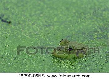 Stock Photo - bull frog, massachusetts. 
fotosearch - search 
stock photos, 
pictures, images, 
and photo clipart