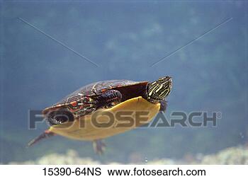 Stock Photo - midland painted 
turtle under water, 
columbia county, 
new york. fotosearch 
- search stock 
photos, pictures, 
images, and photo 
clipart