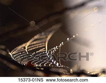 Stock Photo - dew drops on spider 
web, oregon dunes 
national recreation 
area. fotosearch 
- search stock 
photos, pictures, 
images, and photo 
clipart