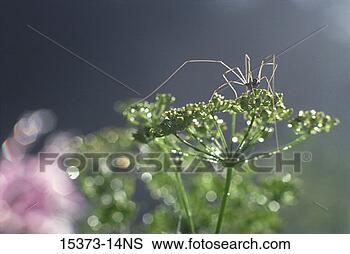 Stock Photo - harvestman on 
wild parsnip, 
iowa. fotosearch 
- search stock 
photos, pictures, 
images, and photo 
clipart
