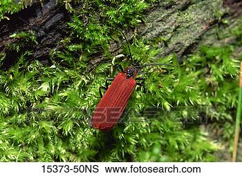 Stock Photo - net-winged beetles 
(eros humeralis, 
family: lycidae). 
fotosearch - search 
stock photos, 
pictures, images, 
and photo clipart