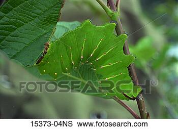 Stock Photo - polyphemus moth, 
larva, manchester, 
new york. fotosearch 
- search stock 
photos, pictures, 
images, and photo 
clipart