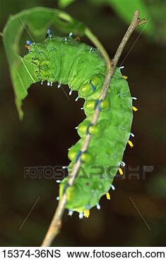 Stock Photo - cecropia moth 
caterpillar (hyalophora 
cecropia),  columbia 
county. fotosearch 
- search stock 
photos, pictures, 
images, and photo 
clipart