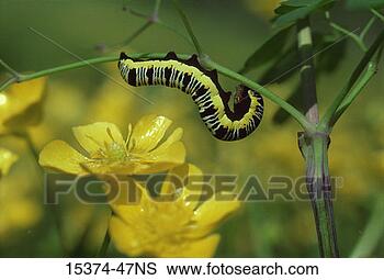 Stock Photo - melanchra picta, 
larvae and buttercups, 
north carolina. 
fotosearch - search 
stock photos, 
pictures, images, 
and photo clipart