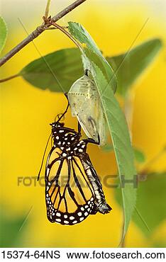 Stock Photo - monarch butterfly 
drying wings. 
fotosearch - search 
stock photos, 
pictures, images, 
and photo clipart