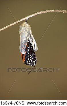 Stock Photo - monarch butterfly 
emerging from 
chrysalis. fotosearch 
- search stock 
photos, pictures, 
images, and photo 
clipart