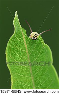 Stock Photo - monarch caterpillar 
eating leaf, cape 
may county, new 
jersey. fotosearch 
- search stock 
photos, pictures, 
images, and photo 
clipart