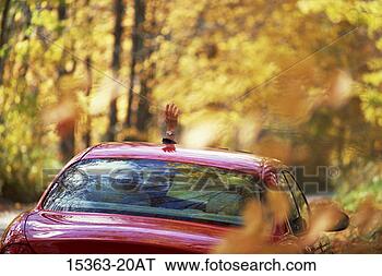 Banco de Imagem - middle-aged,  
 mulher,   mão, 
  waving,   sunroof, 
  vermelho. fotosearch 
- busca de fotos, 
imagens e clipart