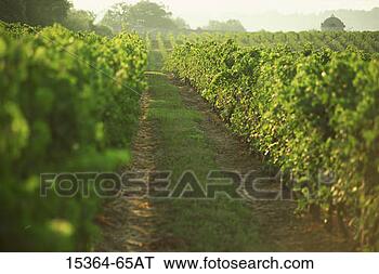 Stock Photo - vineyard field, 
bordeaux, france. 
fotosearch - search 
stock photos, 
pictures, images, 
and photo clipart