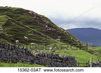 Stock Photo - herd of sheep 
grazing on hillside, 
scotland. fotosearch 
- search stock 
photos, pictures, 
images, and photo 
clipart