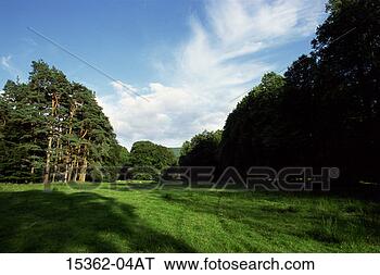 Banco de Imagem - verde,  gramíneo, 
 campo,  cercado, 
 verde,  árvores, 
 escócia. fotosearch 
- busca de fotos, 
imagens e clipart