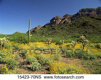 Stock Photo - blooming yellow 
brittlebrush in 
the sonoran desert, 
 organ pipe. fotosearch 
- search stock 
photos, pictures, 
images, and photo 
clipart