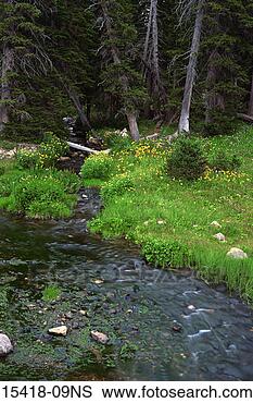 Stock Photo - stream in the 
snowy range, south 
central wyoming. 
fotosearch - search 
stock photos, 
pictures, images, 
and photo clipart