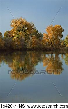 Stock Photo - fall color on 
lake near fort 
collins, colorado. 
fotosearch - search 
stock photos, 
pictures, images, 
and photo clipart