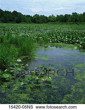 Stock Photo - spatterdock trail, 
jamestown audubon 
nature center, 
new york. fotosearch 
- search stock 
photos, pictures, 
images, and photo 
clipart