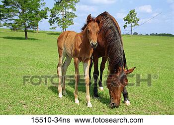 Stock Photo - arabian mare and 
foal in pasture. 
fotosearch - search 
stock photos, 
pictures, images, 
and photo clipart