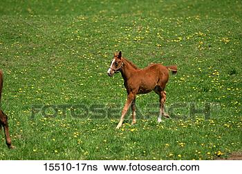 Stock Photo - foal in spring 
field. fotosearch 
- search stock 
photos, pictures, 
images, and photo 
clipart