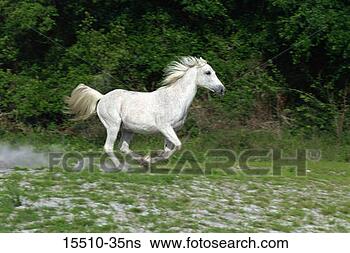 Stock Photo - gray arabian mare 
running. fotosearch 
- search stock 
photos, pictures, 
images, and photo 
clipart
