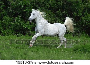 Stock Photo - gray arabian mare 
running. fotosearch 
- search stock 
photos, pictures, 
images, and photo 
clipart