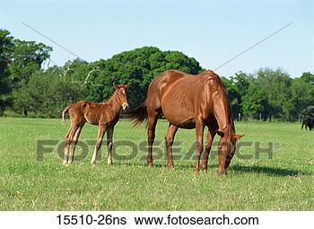 Stock Photo - mare with newborn 
foal in pasture. 
fotosearch - search 
stock photos, 
pictures, images, 
and photo clipart