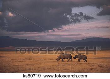 Stock Photograph - black rhino, ngorongoro, 
tanzania. fotosearch 
- search stock 
photos, pictures, 
images, and photo 
clipart