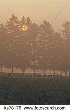 Stock Photo - sun behind trees. 
fotosearch - search 
stock photos, 
pictures, images, 
and photo clipart