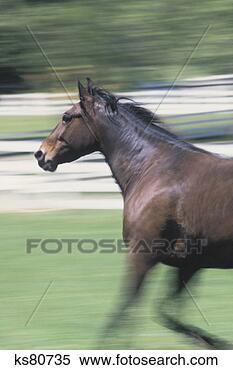 Stock Image - thoroughbred horse 
farm lexington, 
kentucky. fotosearch 
- search stock 
photos, pictures, 
images, and photo 
clipart