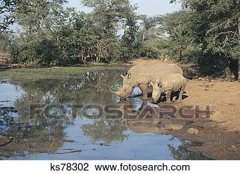 Stock Photo - white rhino, maun, 
botswana. fotosearch 
- search stock 
photos, pictures, 
images, and photo 
clipart