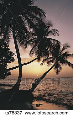 Picture - woman under palm 
trees. fotosearch 
- search stock 
photos, pictures, 
images, and photo 
clipart