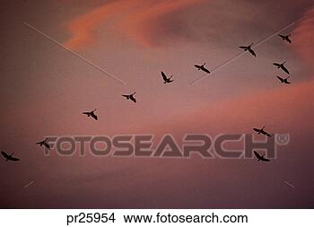 Stock Photo - birds forming 
flying-v in sky. 
fotosearch - search 
stock photos, 
pictures, images, 
and photo clipart
