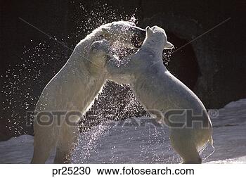 Stock Photography - polar bears. fotosearch 
- search stock 
photos, pictures, 
images, and photo 
clipart
