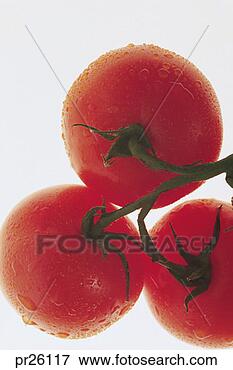 Picture - tomatoes. fotosearch 
- search stock 
photos, pictures, 
images, and photo 
clipart