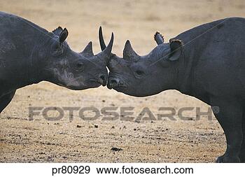 Stock Photograph - black rhino, ngorongoro 
crater, tanzania. 
fotosearch - search 
stock photos, 
pictures, images, 
and photo clipart