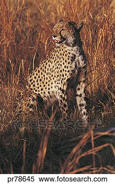 Stock Image - cheetah, maun, 
botswana. fotosearch 
- search stock 
photos, pictures, 
images, and photo 
clipart