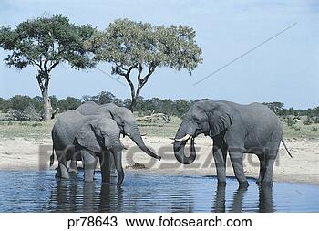 Stock Photo - elephant, chobe 
national park, 
botswana. fotosearch 
- search stock 
photos, pictures, 
images, and photo 
clipart