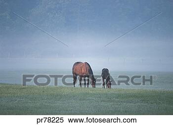 Stock Image - horses grazing 
in field. fotosearch 
- search stock 
photos, pictures, 
images, and photo 
clipart