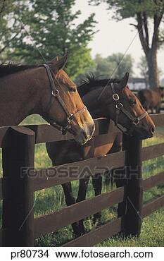 Stock Photo - thoroughbred horse 
farms. fotosearch 
- search stock 
photos, pictures, 
images, and photo 
clipart