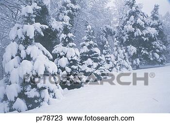 Stock Photo - trees covered 
in snow. fotosearch 
- search stock 
photos, pictures, 
images, and photo 
clipart