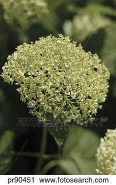 Stock Photography - hydrangea. fotosearch 
- search stock 
photos, pictures, 
images, and photo 
clipart