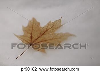 Stock Photo - maple leaf. fotosearch 
- search stock 
photos, pictures, 
images, and photo 
clipart
