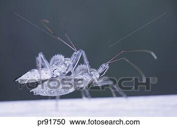 Stock Photography - wheel bugs from 
the species arilus 
cristatus. fotosearch 
- search stock 
photos, pictures, 
images, and photo 
clipart