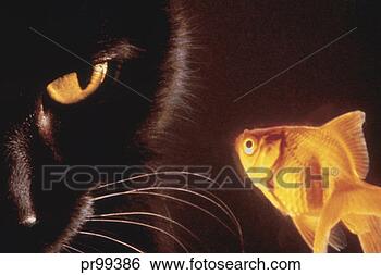 Stock Photo - cat looking a 
fish. fotosearch 
- search stock 
photos, pictures, 
images, and photo 
clipart