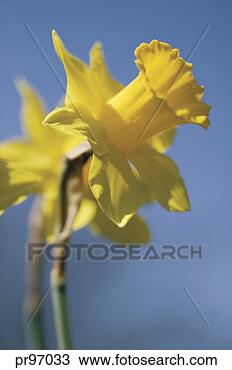 Stock Photo - daffodil. fotosearch 
- search stock 
photos, pictures, 
images, and photo 
clipart